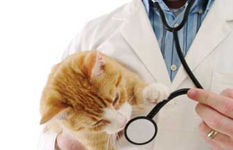 Clínica Veterinária República dos Bichos - Foto 1