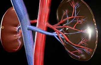 Inefro Instituto de Nefrologia - Foto 1