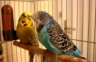 Bolidu Pet Shop - Foto 1