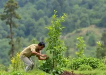 Curso de Restauração Ecológica