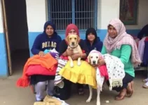 campanha de arrecadação de roupas e cobertores para animais