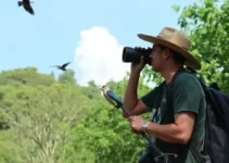 avistamento de aves